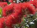 Pohutukawa Milford 3